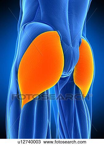 Stock Image - Buttock muscles, illustration. Fotosearch