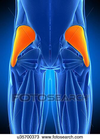 Stock Image - Buttock muscles, illustration. Fotosearch