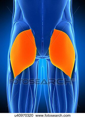 Stock Image - Buttock muscles, illustration. Fotosearch