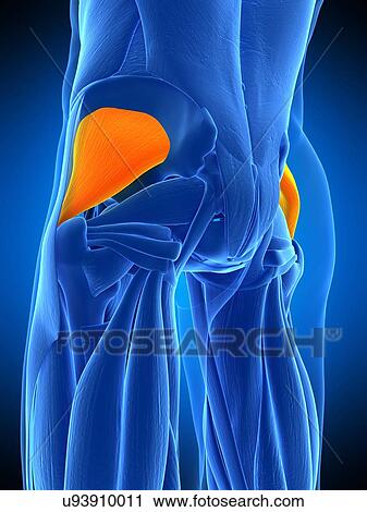 Stock Image - Buttock muscles, illustration. Fotosearch