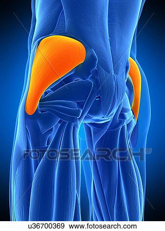 Buttock muscles, illustration View Large Photo Image Stock Photo - Buttock muscles, illustration. Fotosearch