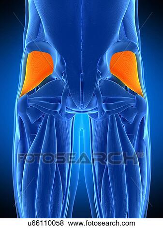 Stock Photo - Buttock muscles, illustration. Fotosearch