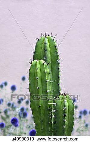 Stock Photo - Cactus growing in garden. Fotosearch