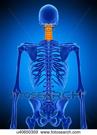 Stock Photo - Cervical spine, illustration. Fotosearch