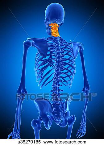 Stock Photography - Cervical spine, illustration. Fotosearch