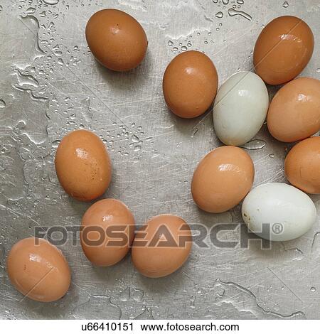 Chicken eggs on stainless steel View Large Photo Image Stock Image - Chicken eggs on stainless steel. Fotosearch