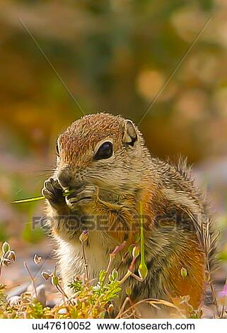 Stock Image - Chipmunk. Fotosearch
