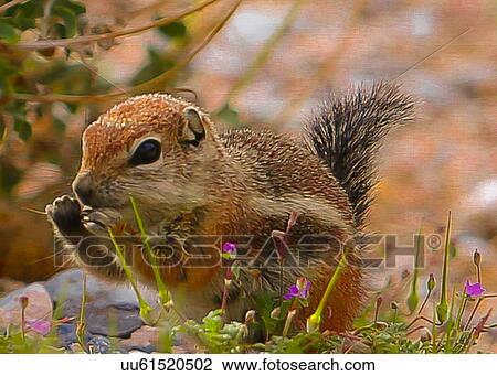 Stock Image - Chipmunk. Fotosearch