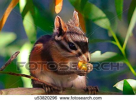 Chipmunk View Large Photo Image Stock Photograph - Chipmunk. Fotosearch