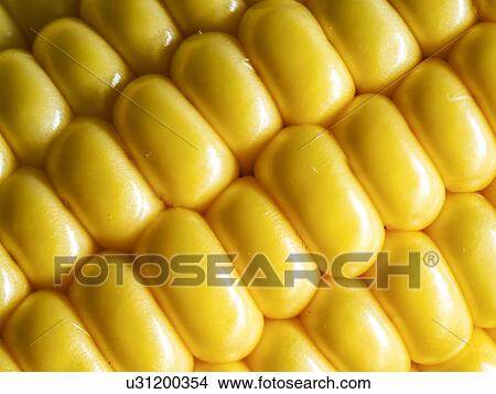 Close up of corn View Large Photo Image Picture - Close up of corn. Fotosearch