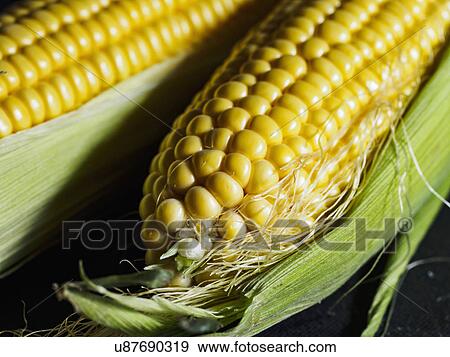 Close up of corn View Large Photo Image Stock Photo - Close up of corn. Fotosearch