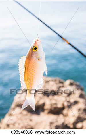 Close up of fish caught on fishing hook, Lombok, Indonesia View Large Photo Image Stock Photograph - Close up of fish caught on fishing hook, Lombok, Indonesia. Fotosearch