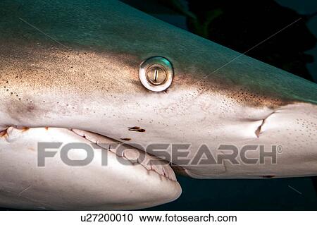 Close up of Oceanic Blacktip Shark (Carcharhinus Limbatus), Aliwal Shoal, South Africa View Large Photo Image Stock Image - Close up of Oceanic Blacktip Shark (Carcharhinus Limbatus), Aliwal Shoal, South Africa. Fotosearch