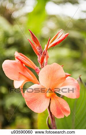 Close up of orange flower, Bali, Indonesia View Large Photo Image Stock Image - Close up of orange flower, Bali, Indonesia. Fotosearch