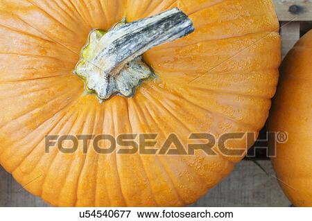 Close up of pumpkin View Large Photo Image Stock Photo - Close up of pumpkin. Fotosearch