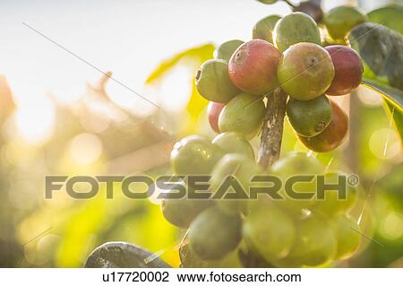 Stock Image - Close up of sunlit coffee berries in plantation, Wana Giri, Bali, Indonesia. Fotosearch