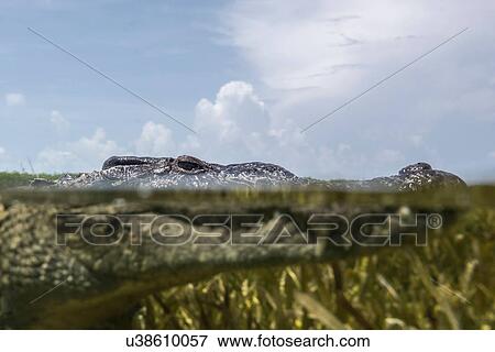 Stock Photo - Close up portrait of American crocodile (crodoylus acutus) in the shallows of Chinchorro Atoll, Mexico. Fotosearch