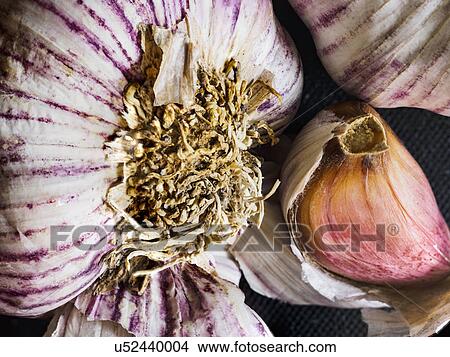 Close up view of garlic View Large Photo Image Picture - Close up view of garlic. Fotosearch