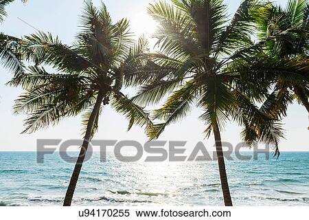 Stock Photography - Coconut trees, sunny day at beach, Kerala, India. Fotosearch