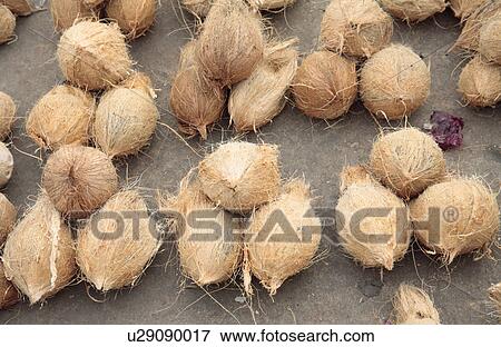 Coconuts for sale in market View Large Photo Image Stock Photo - Coconuts for sale in market. Fotosearch