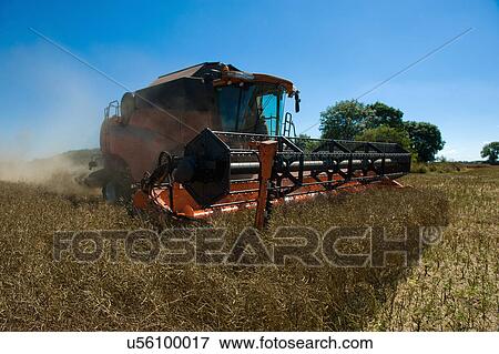 Stock Photo - Combine harvester cutting crops in field, Cherington, Gloucestershire, UK. Fotosearch