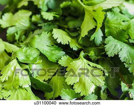 Stock Image - Coriander leaves. Fotosearch