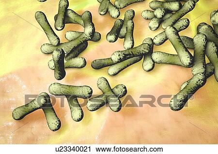 Corynebacterium diphtheriae bacteria, illustration View Large Photo Image Stock Image - Corynebacterium diphtheriae bacteria, illustration. Fotosearch