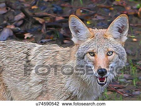 Stock Image - Coyote. Fotosearch