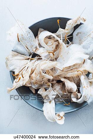 Crocus flowers with stigmas in bowl View Large Photo Image Picture - Crocus flowers with stigmas in bowl. Fotosearch