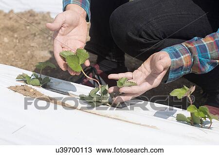 Stock Image - Cropped view of farmer quality checking seedlings. Fotosearch