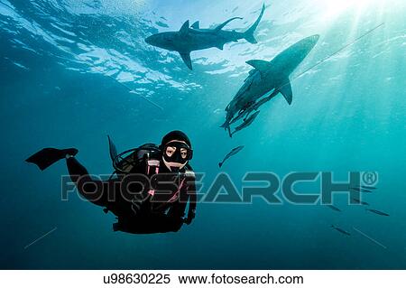 Stock Photography - Diver surrounded by Oceanic Blacktip Sharks (Carcharhinus Limbatus) near surface of ocean, Aliwal Shoal, South Africa. Fotosearch