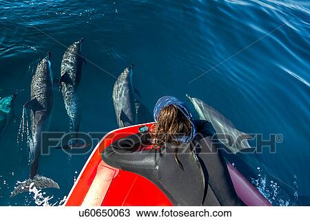 Stock Image - Diver watching pod of Pantropical Dolphins breaching for air, Port St. Johns, South Africa. Fotosearch