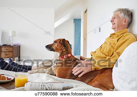 Dog enjoying breakfast in bed with owner View Large Photo Image Stock Photo - Dog enjoying breakfast in bed with owner. Fotosearch