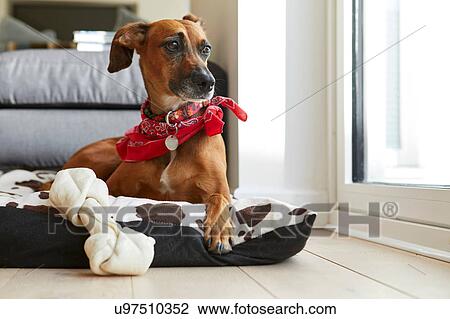 Stock Image - Dog in dog bed with bone looking away. Fotosearch