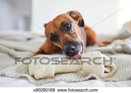 Dog on blanket licking dog bone View Large Photo Image Stock Photo - Dog on blanket licking dog bone. Fotosearch
