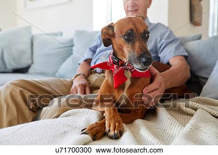 Dog relaxing with owner View Large Photo Image Stock Image - Dog relaxing with owner. Fotosearch