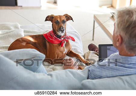 Dog watching owner use digital tablet View Large Photo Image Picture - Dog watching owner use digital tablet. Fotosearch