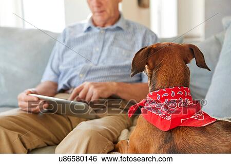 Stock Photograph - Dog watching owner use digital tablet. Fotosearch