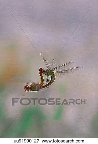 Dragonflies View Large Photo Image Stock Photo - Dragonflies. Fotosearch