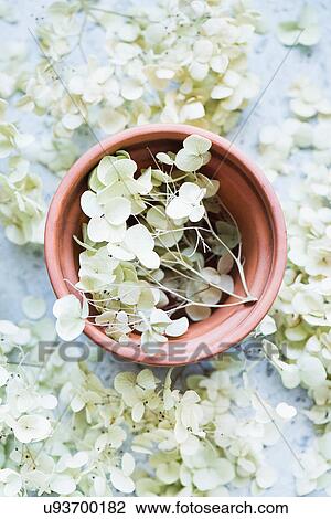 Stock Image - Dried flowers in terracotta plant pot. Fotosearch