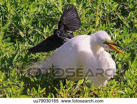 Egret View Large Photo Image Stock Photography - Egret. Fotosearch