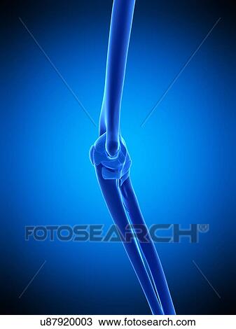 Stock Image - Elbow, illustration. Fotosearch