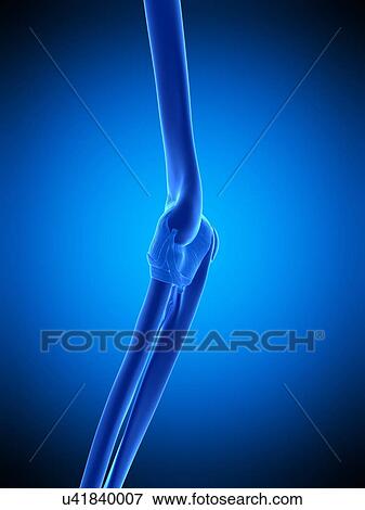 Elbow, illustration View Large Photo Image Stock Photo - Elbow, illustration. Fotosearch