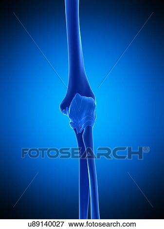 Elbow, illustration View Large Photo Image Stock Photo - Elbow, illustration. Fotosearch