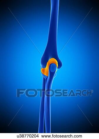 Elbow joint capsule, illustration View Large Photo Image Picture - Elbow joint capsule, illustration. Fotosearch
