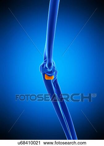 Stock Image - Elbow ligament, illustration. Fotosearch