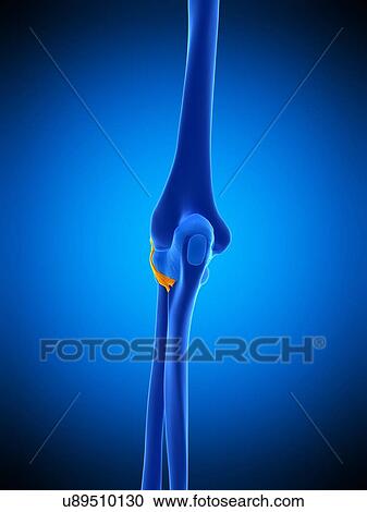 Stock Image - Elbow ligament, illustration. Fotosearch