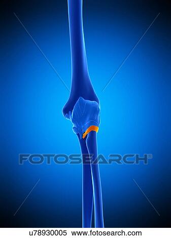 Stock Photography - Elbow ligament, illustration. Fotosearch