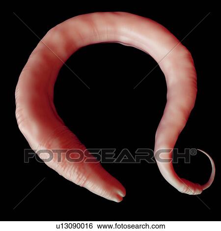 Stock Photograph - Elegans worm, illustration. Fotosearch
