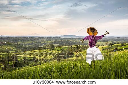 Picture - Elevated view of Jatiluwih rice terraces and scarecrow, Bali, Indonesia. Fotosearch